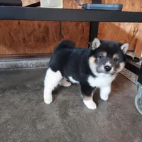 Rhino, a male Shiba Inu for sale in Grabill, IN – 6 of 10