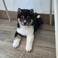 Rhino, a male Shiba Inu for sale in Grabill, IN – 4 of 10
