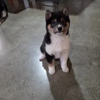 Rhino, a male Shiba Inu for sale in Grabill, IN – 5 of 10