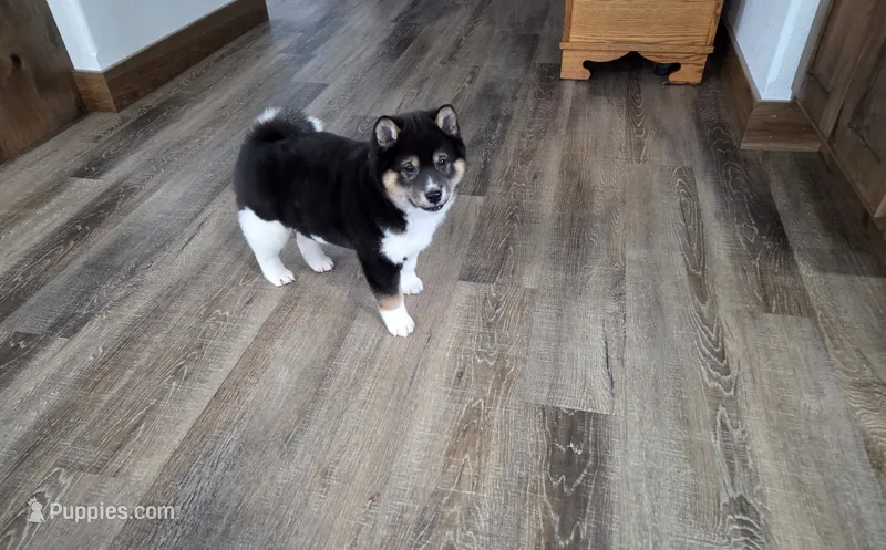Rhino – Shiba Inu puppy for sale in Grabill, IN