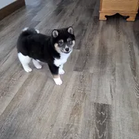 Rhino, a male Shiba Inu for sale in Grabill, IN – 1 of 10