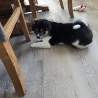 Rhino, a male Shiba Inu for sale in Grabill, IN – 9 of 10