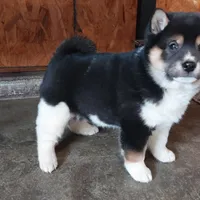 Rhino, a male Shiba Inu for sale in Grabill, IN – 3 of 10