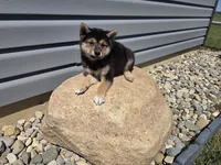 Randy, a male Shiba Inu for sale in Grabill, IN – 3 of 6