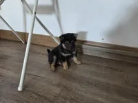 Oliver, a male Shiba Inu for sale in Grabill, IN – 5 of 7