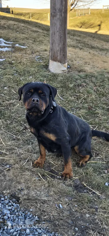 Oxanna – Rottweiler puppy for sale in Lebanon, PA