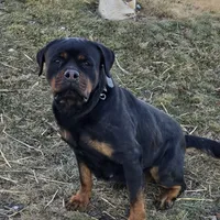 Oxanna, a female Rottweiler for sale in Lebanon, PA – Photo 2 of 4