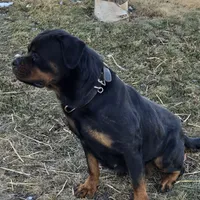 Oxanna, a female Rottweiler for sale in Lebanon, PA – Photo 1 of 4