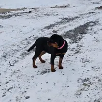 Svetlana, a female Rottweiler for sale in Lebanon, PA – Photo 3 of 4