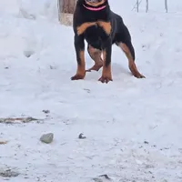 Svetlana, a female Rottweiler for sale in Lebanon, PA – Photo 2 of 4