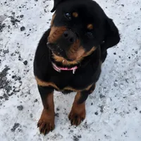 Svetlana, a female Rottweiler for sale in Lebanon, PA – Photo 4 of 4