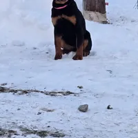 Svetlana, a female Rottweiler for sale in Lebanon, PA – Photo 1 of 4