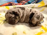 Loves , a female French Bulldog for sale in Washington, WA – 6 of 8