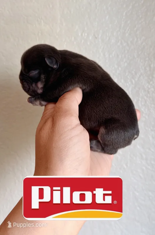 Pilot  – French Bulldog puppy for sale in Washington, WA