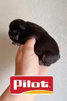 Pilot , a male French Bulldog for sale in Washington, WA – 1 of 1