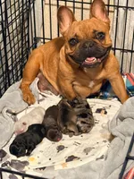 Pilot , a male French Bulldog for sale in Washington, WA – 7 of 9