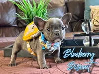 Blueberry biscuit, a male French Bulldog for sale in Washington, WA – Photo 1 of 7