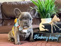 Blueberry biscuit, a male French Bulldog for sale in Washington, WA – Photo 3 of 7