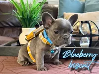 Blueberry biscuit, a male French Bulldog for sale in Washington, WA – Photo 4 of 7
