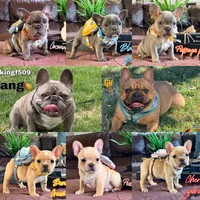 Blueberry biscuit, a male French Bulldog for sale in Washington, WA – Photo 7 of 7