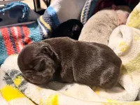 Pilot , a male French Bulldog for sale in Washington, WA – 8 of 9