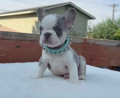 Big mac , a male French Bulldog for sale in Washington, WA – 2 of 2
