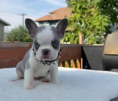 whopper , a male French Bulldog for sale in Washington, WA – 2 of 2