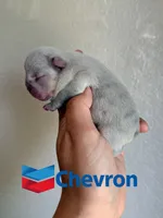 Chevron , a male French Bulldog for sale in Washington, WA – 2 of 5
