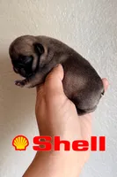 Shell, a female French Bulldog for sale in Washington, WA – 1 of 1