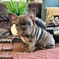 Coconut crème brûlée, a male French Bulldog for sale in Washington, WA – Photo 1 of 6