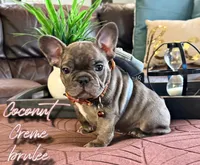 Coconut crème brûlée, a male French Bulldog for sale in Washington, WA – Photo 1 of 6