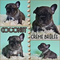 Coconut crème brûlée, a male French Bulldog for sale in Washington, WA – Photo 4 of 6