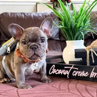 Coconut crème brûlée, a male French Bulldog for sale in Washington, WA – Photo 3 of 6