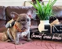 Coconut crème brûlée, a male French Bulldog for sale in Washington, WA – Photo 3 of 6