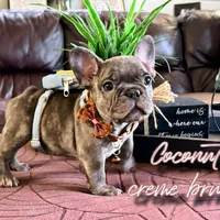 Coconut crème brûlée, a male French Bulldog for sale in Washington, WA – Photo 2 of 6