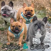 Coconut crème brûlée, a male French Bulldog for sale in Washington, WA – Photo 5 of 6