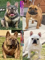 Coconut crème brûlée, a male French Bulldog for sale in Washington, WA – Photo 6 of 6