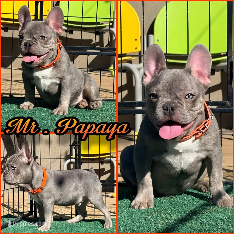Mr papaya  – French Bulldog puppy for sale in Washington, WA