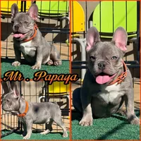 Mr papaya , a male French Bulldog for sale in Washington, WA – 1 of 1