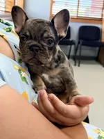 Loves , a female French Bulldog for sale in Washington, WA – 2 of 8
