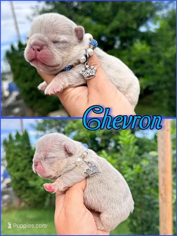 Chevron  – French Bulldog puppy for sale in Washington, WA
