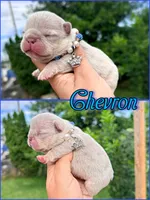 Chevron , a male French Bulldog for sale in Washington, WA – 1 of 5