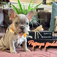Papaya Puddin, a male French Bulldog for sale in Washington, WA – Photo 1 of 6