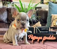 Papaya Puddin, a male French Bulldog for sale in Washington, WA – Photo 1 of 6