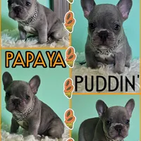 Papaya Puddin, a male French Bulldog for sale in Washington, WA – Photo 4 of 6