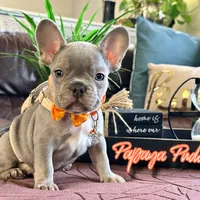 Papaya Puddin, a male French Bulldog for sale in Washington, WA – Photo 5 of 6