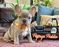 Papaya Puddin, a male French Bulldog for sale in Washington, WA – Photo 5 of 6