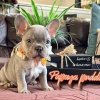 Papaya Puddin, a male French Bulldog for sale in Washington, WA – Photo 6 of 6