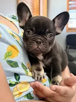Pilot , a male French Bulldog for sale in Washington, WA – 2 of 9