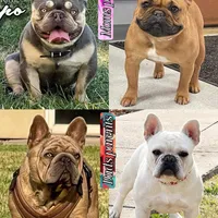 Banana cream pie, a male French Bulldog for sale in Washington, WA – Photo 4 of 7